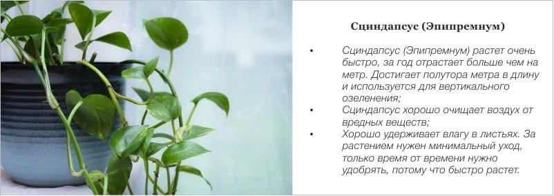 بنك المال (Epipremnum)