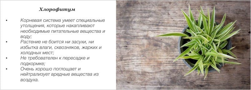 Chlorophytum