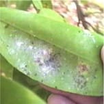 Folha de mosca branca