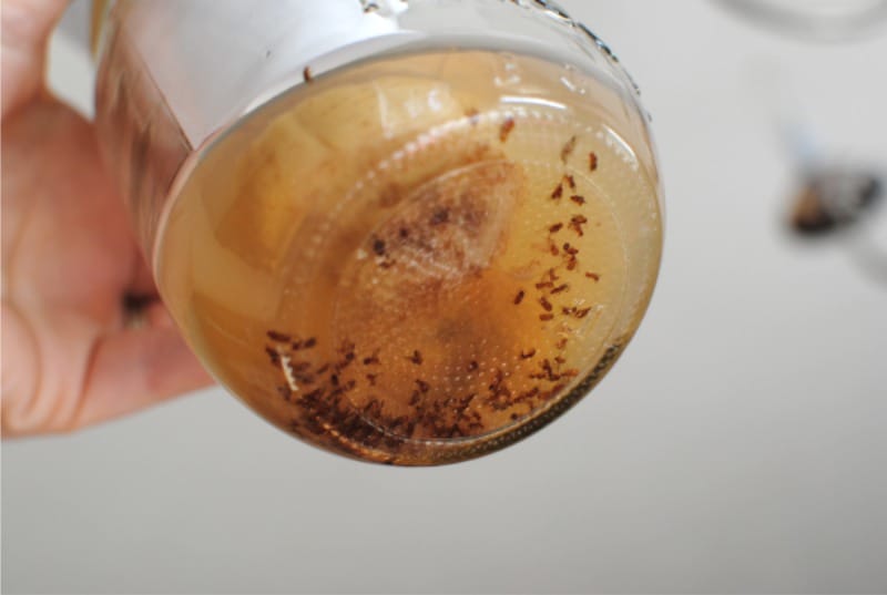 Frukt Fly Trap